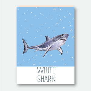 Colección animales Marinos